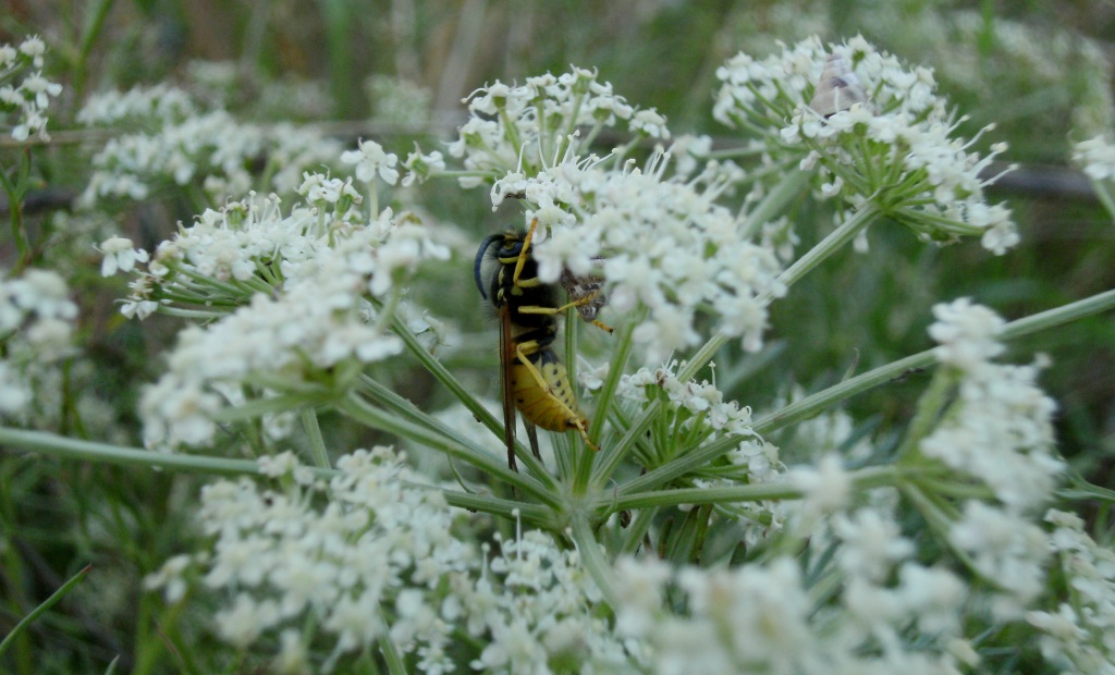 Vespula e Polistes che passano la notte sotto i fiori